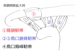肩関節部拡大 肩関節部拡大