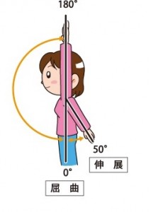 屈曲 伸展 屈曲 伸展